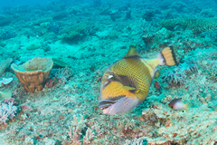 Balistoides viridescens