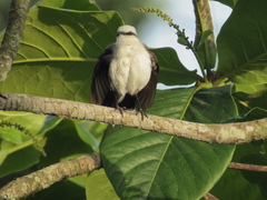 Fluvicola nengeta