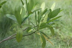 Voacanga thouarsii