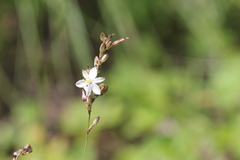 Chlorophytum saundersiae