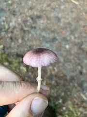 Leucoagaricus roseilividus