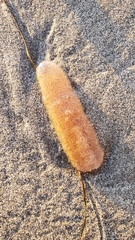 Pyrosoma