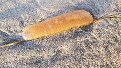 Pyrosoma