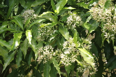 Tarenna pavettoides