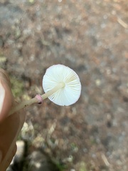 Leucoagaricus roseilividus