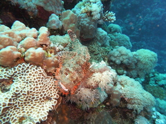Scorpaenopsis oxycephalus