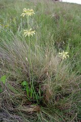 Drimia sphaerocephala
