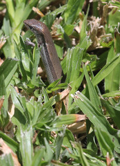 Panaspis wahlbergii