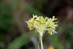 Drimia sphaerocephala