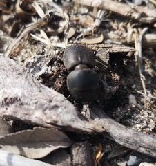 Apterodorcus bacchus