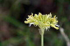 Drimia sphaerocephala