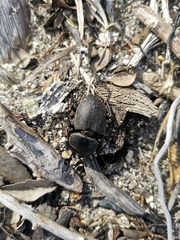 Apterodorcus bacchus