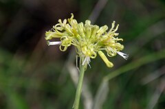 Drimia sphaerocephala