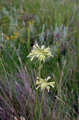 Drimia sphaerocephala