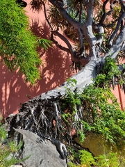 Dracaena draco draco