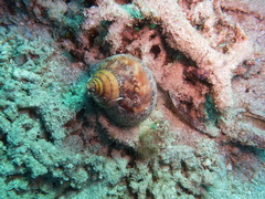 Turbo petholatus
