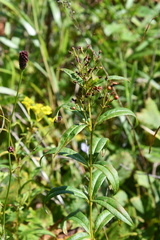 Lysimachia davurica