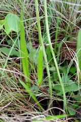 Drimia sphaerocephala