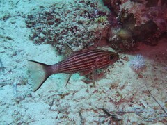 Cheilodipterus macrodon