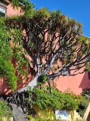 Dracaena draco draco