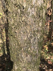 Ulmus rubra