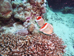 Chaetodon paucifasciatus