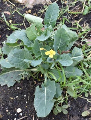 Brassica