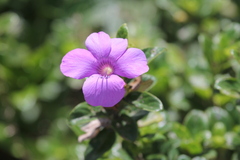 Barleria obtusa