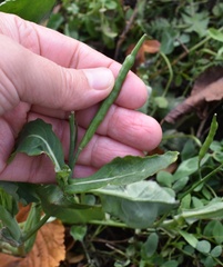Brassica napus