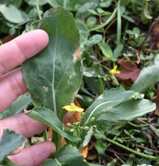 Brassica napus