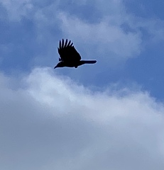 Corvus brachyrhynchos