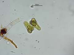 Staurastrum alternans