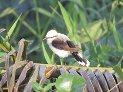 Fluvicola nengeta