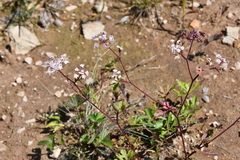 Kitagawia terebinthacea