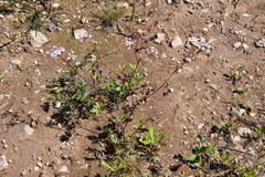 Kitagawia terebinthacea