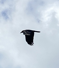 Corvus brachyrhynchos