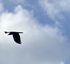 Corvus brachyrhynchos