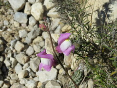Antirrhinum majus