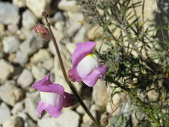 Antirrhinum majus