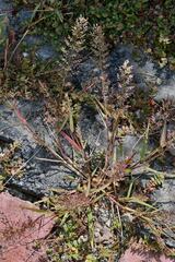 Polypogon interruptus