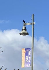 Corvus brachyrhynchos