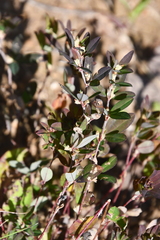 Kummerowia stipulacea
