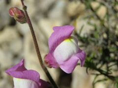 Antirrhinum majus