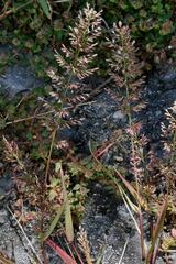 Polypogon interruptus