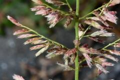 Polypogon interruptus