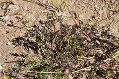 Kummerowia stipulacea