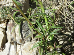 Antirrhinum majus