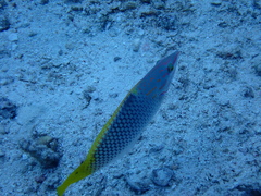 Halichoeres hortulanus