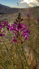 Penstemon thurberi