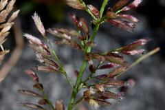 Polypogon interruptus